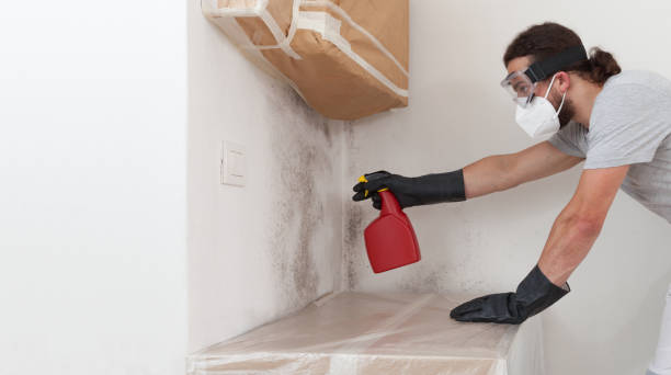 Professional Black Mold Removal technician working in Rowlett, TX