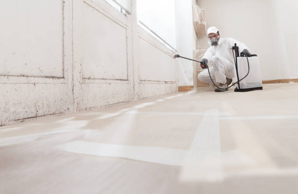 24/7 Emergency Black Mold Removal experts in Rowlett, TX