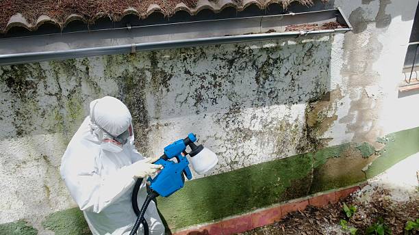 Trusted Black Mold Removal service in Rowlett, TX - Cheap Mold Removal